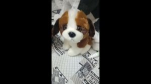 Холли не австралийская овчарка а щенок сенбернара! 
почти братья якутская лайка Норд и хаски бобик