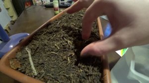 Первые посевы этого года