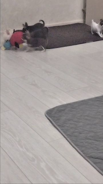 Мы делили апельсин, много нас, а он один!