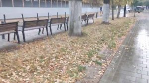 Гуси на улицах в городе Арзамас