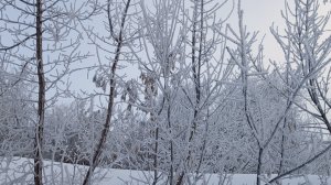 Влог конец декабря-начало января.