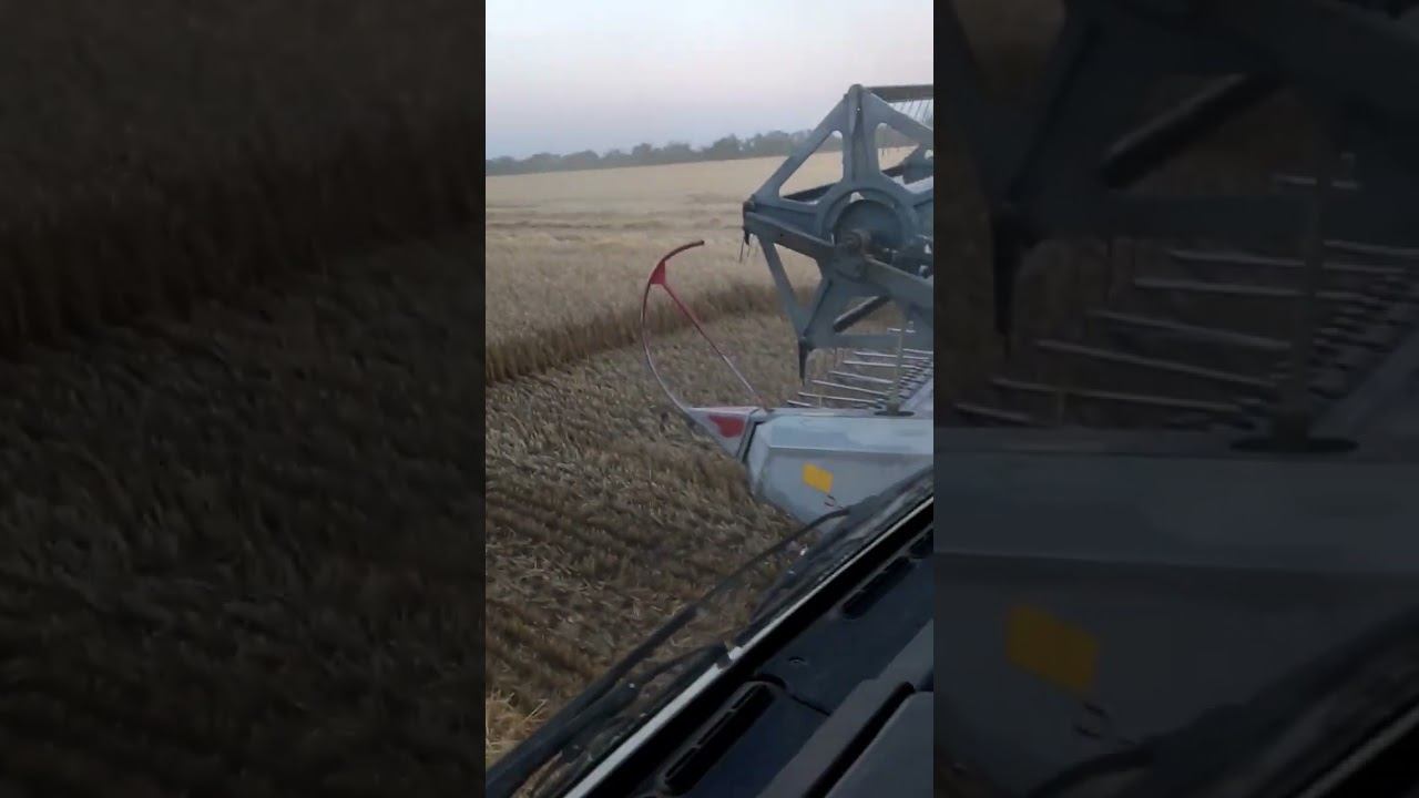 Пошли молотить третье поле Пшеницы. #уборка2023 !!!