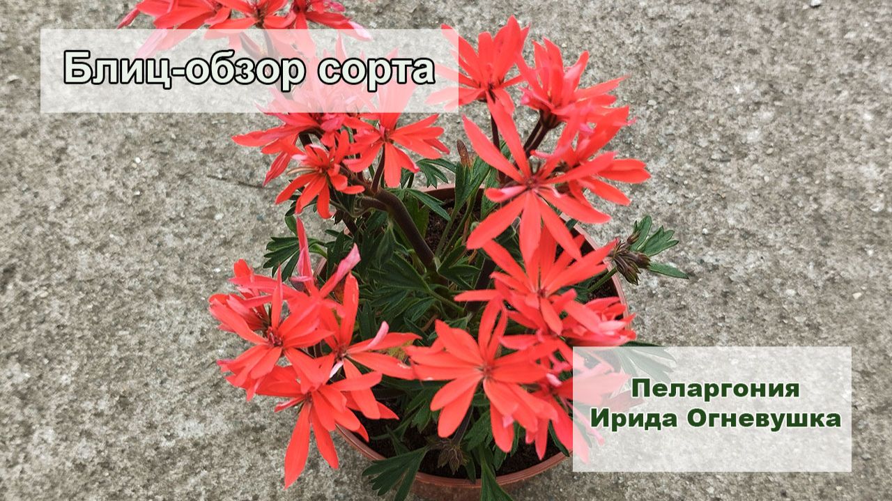 Блиц-обзор сорта пеларгонии Ирида Огневушка смотреть онлайн