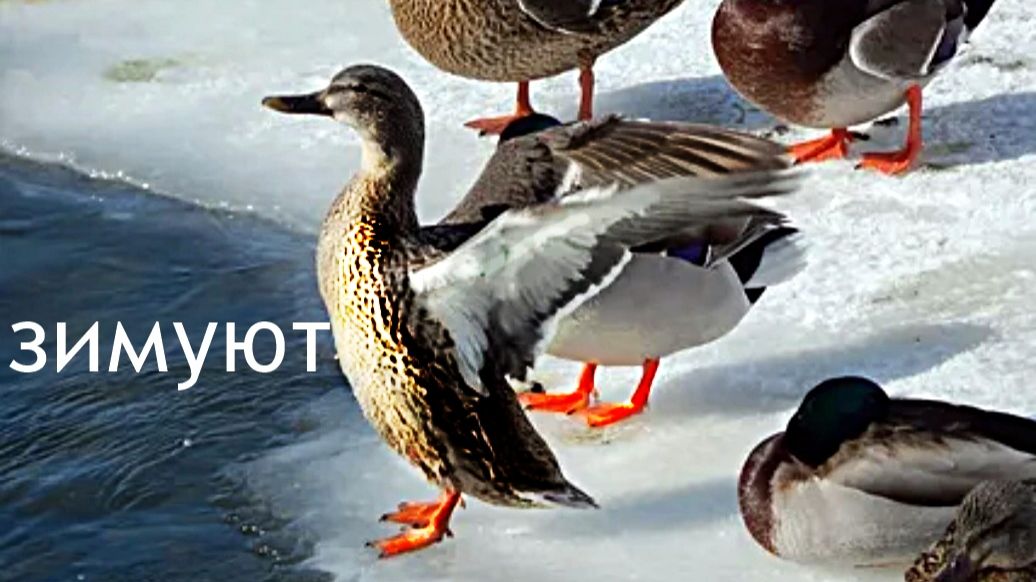 Утки лед проталины Кальмиус смотреть онлайн