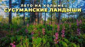 Про лето на Колыме. Сусуманские ландыши