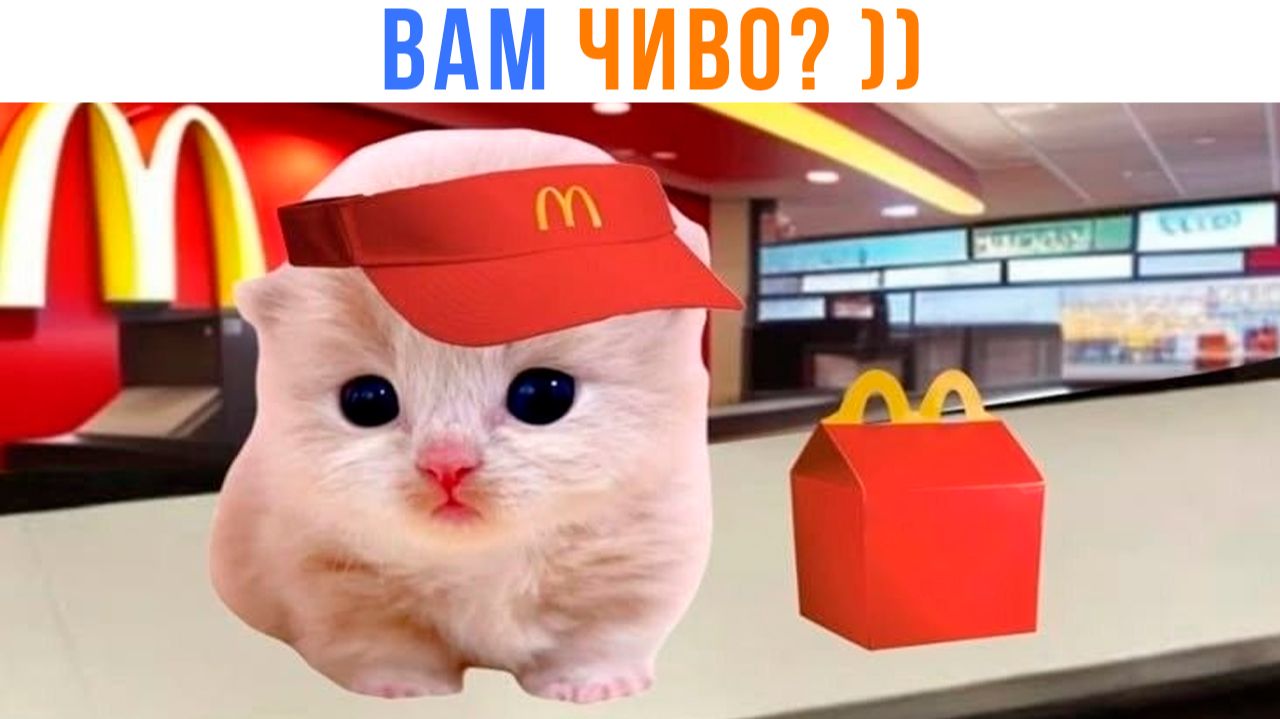 ВАМ ЧИВО? ))) Приколы с котами | Мемозг 1704 смотреть онлайн