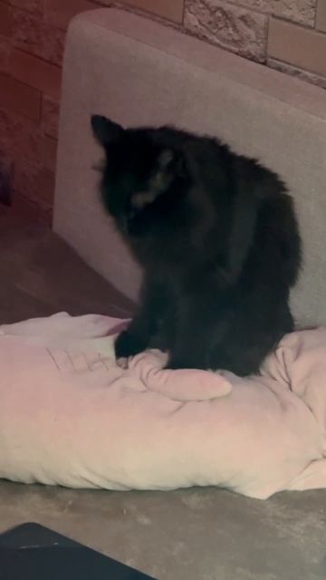 Котики - готики