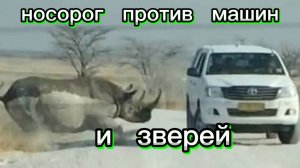 НОСОРОГ ПРОТИВ ЗВЕРЕЙ. НОСОРОГ НАПАЛ НА МАШИНЫ. НОСОРОГ В ДЕЛЕ.