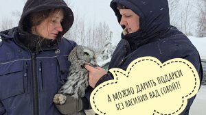 Сова неясыть Кофи получил подарок на Новый Год. Кажется, он не рад