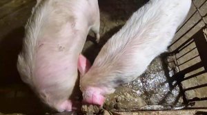 Деревенская жизнь в Сибири