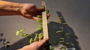 Голубика в Сибири. Оставил однолетние саженцы голубики до весны в квартире. НАЧАЛО ЯНВАРЯ