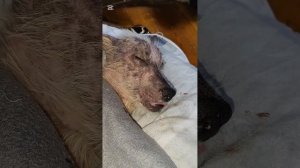 Снежок кушает курицу