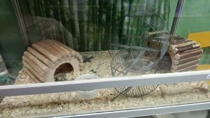 СЪЕЗДИЛИ НА ДЕТСКУЮ  ЭКОЛОГИЧЕСКУЮ СТАНЦИЮ В УРЕНГОЕ, ПРОШЛИСЬ ПО МАГАЗИНАМ.