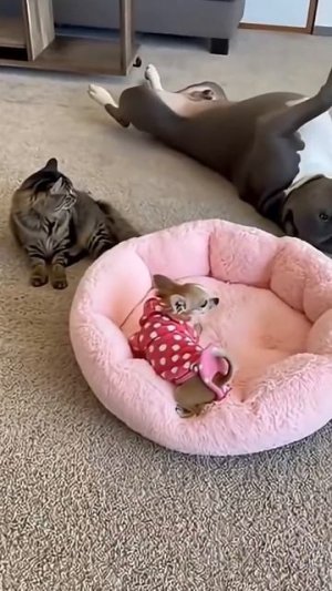 Милое видео о дружбе питомцев!🐱🐶