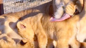 Львята с любимой мамой! Милое видео. Они такие ОПАСНЫЕ, но в них столько НЕЖНОСТИ!
