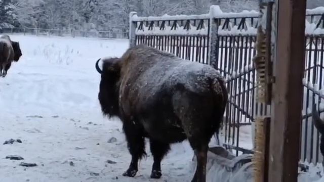 Парк Зубровник в Токсово смотреть онлайн