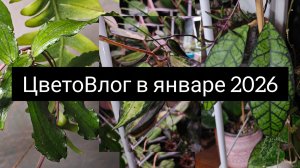 ЦветоВлог в январе 2026 #1