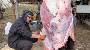 Разделка туши большого быка!  Этого мяса нам хватит на