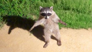 Самые смешные видео с животными (часть 1)