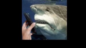 ПУКСИ[ СТРАШНЫЙ ВОЛК АНАЛОГ ХОРРОР ВЕРНУЛСЯ... (воскрес)