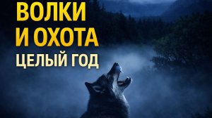 Волки и охота: целый год против хищников