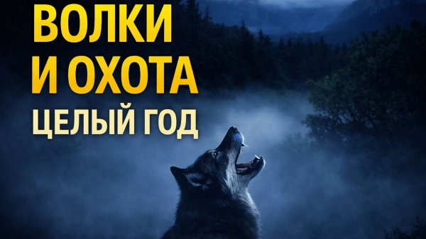 Волки и охота: целый год против хищников