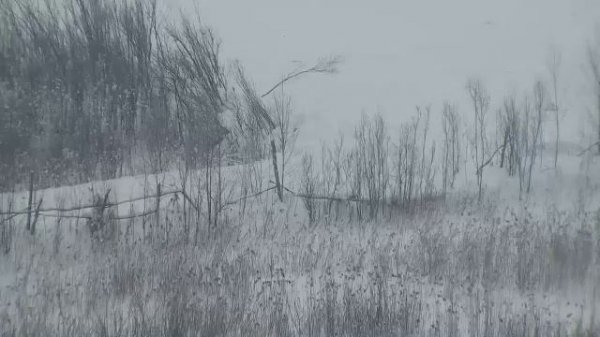 LIVE: channel39463803