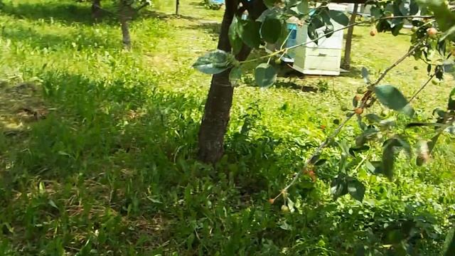 Обсушка полурамок в июне смотреть онлайн