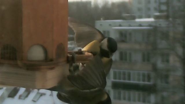 titmouse bird смотреть онлайн