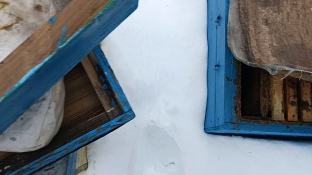 Зимовка пчёл 🐝 3 января смотреть онлайн