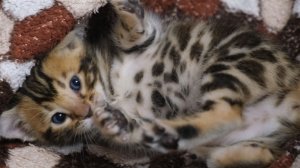 «Когда нужно поднять настроение — включи это видео про милых котят»