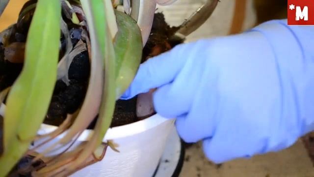 НЕПЕНТЕС. Пересадка в аквариум. ИДЕЯ! смотреть онлайн