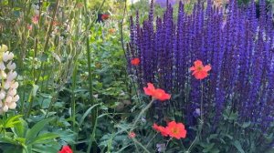 Коттеджный сад в Дании Прекрасный Сад многолетних растений