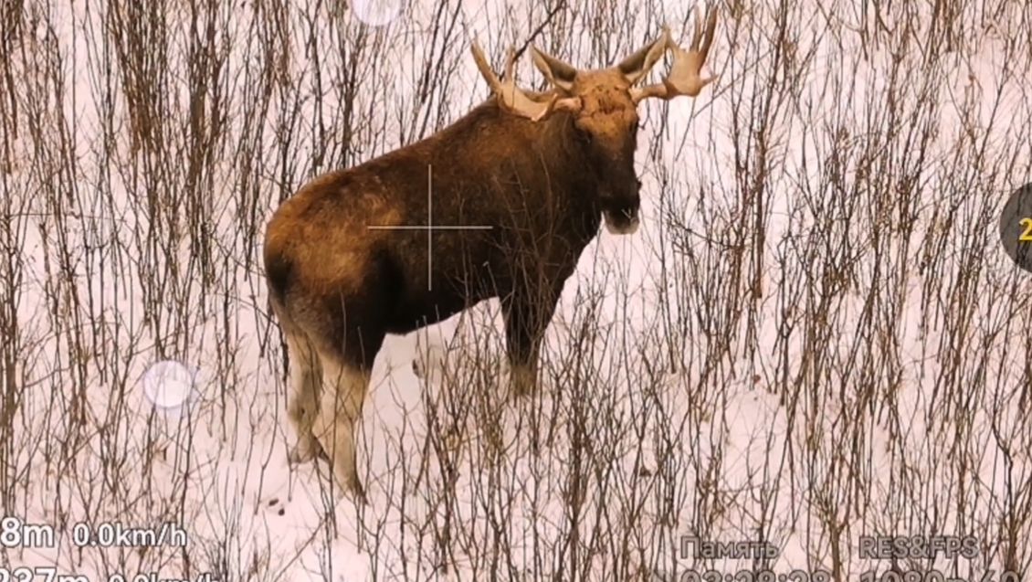 Лось в январе. Лось на кормежке.