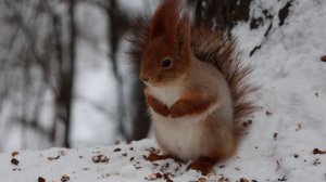 Прибегал Рыжий. Зарисовка
