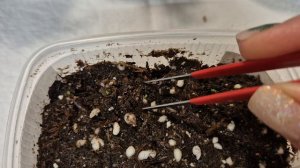 БЕГОНИЯ.ПЕРВЫЕ ВСХОДЫ БЕГОНИИ ИЗ СЕМЯН.