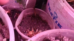 Клубника зимой свежая выращенная на окне