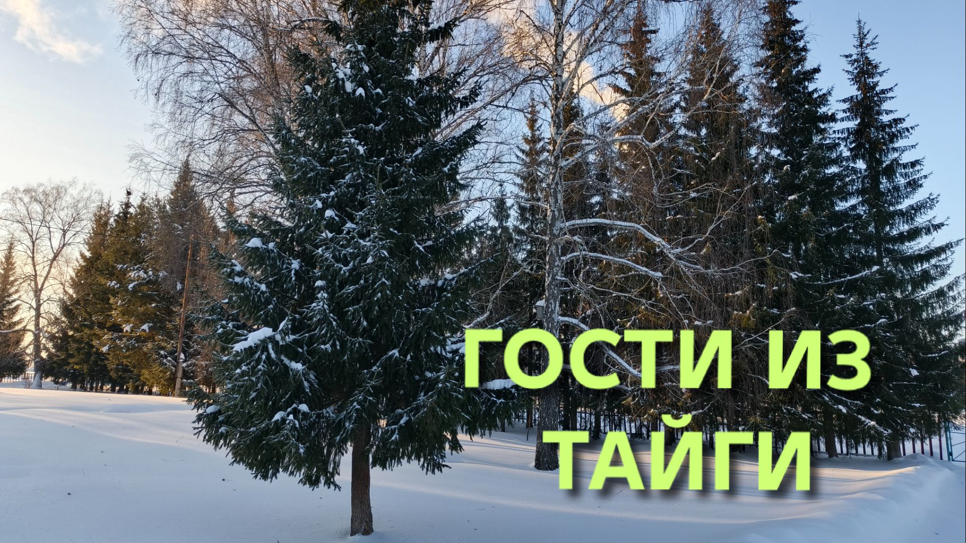 Жизнь в деревне Неожиданные гости из тайги пришли на Новый год