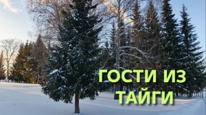 Жизнь в деревне Неожиданные гости из тайги пришли на Новый год