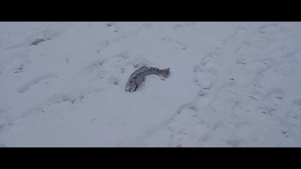 Светлые Горы Форель 03.01.2026г.