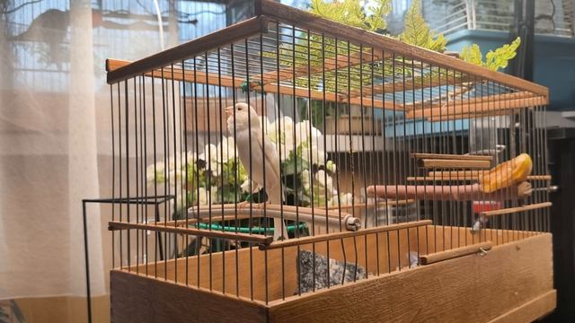 Русская певчая канарейка. Лесной напев. (Serinus Canaria) 2026 г.