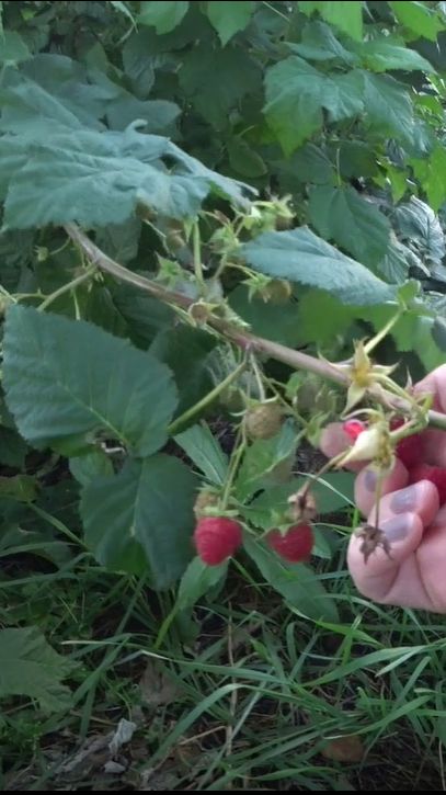 Мульчирование малины картофельной и помидорной ботвой смотреть онлайн