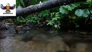 Рейсан Магомедкеримов - Лезги руш