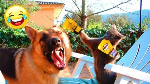 СМЕШНО ДО СЛЕЗ 😹😍 СМЕШНЫЕ СОБАКИ, ЛУЧШИЕ ПРИКОЛЫ С СОБАКАМИ, ЩЕНОЧКИ, ЖИВОТНЫЕ 🥰