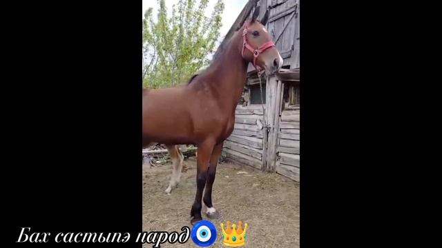 Цыганские кони 🐎 2026 г🧿👑Бах састыпэ здровима народ✨♥️ смотреть онлайн