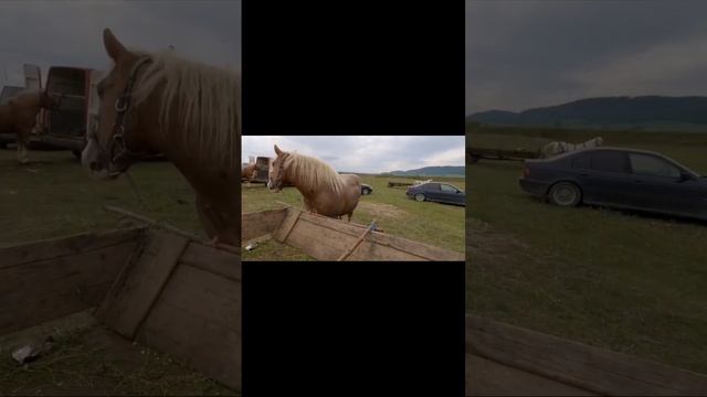 лошадки.mp4 смотреть онлайн