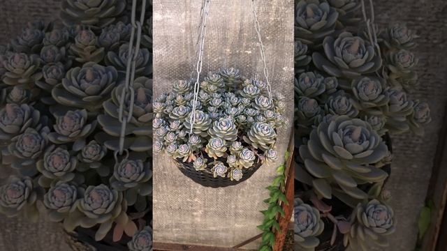 Очитки ( седумы )в моём саду. смотреть онлайн