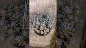 Очитки ( седумы )в моём саду.