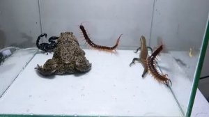 Лягушка-бык против многоножки, скорпиона и ящерицы