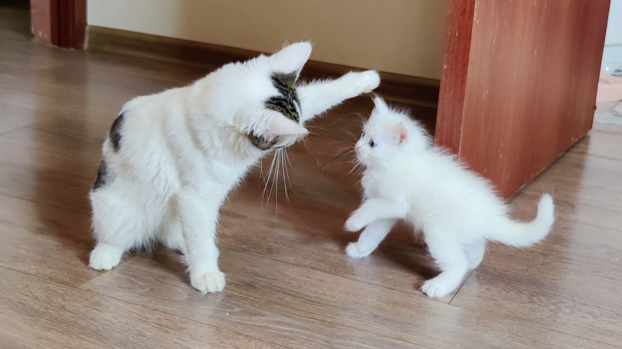 Котенок Микки и его кошачья семья. Котята играют, кошка-мать наблюдает.